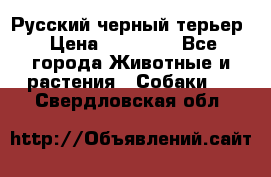 Русский черный терьер › Цена ­ 35 000 - Все города Животные и растения » Собаки   . Свердловская обл.